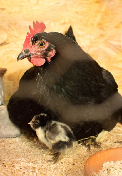 Glückliche Hühner im Haflingerhof