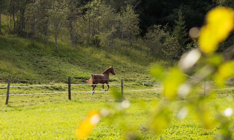 Blick auf die Koppel