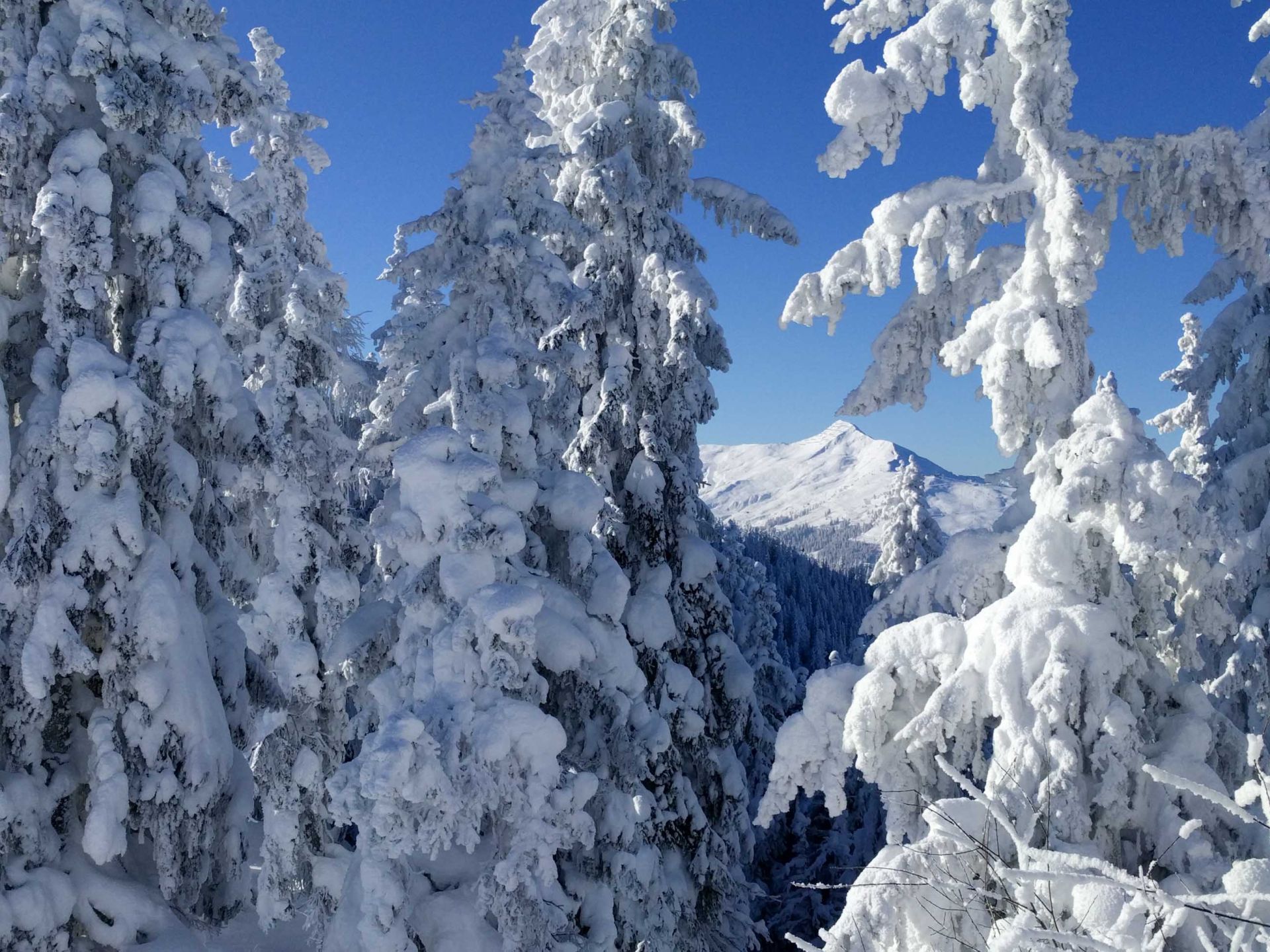 Wiederberger Horn, Blick von Schatzberg aus
