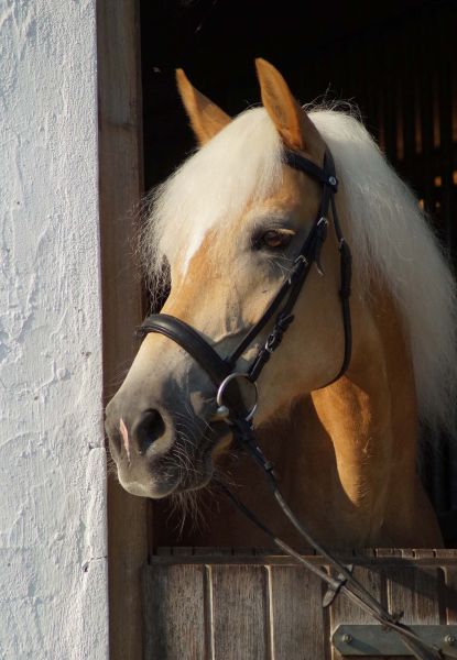 Unser Haflinger Tossa