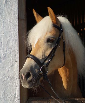 Tossa - fotografiert von Dana König Unser Haflinger Tossa