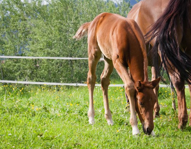 Pferde auf der Koppel
