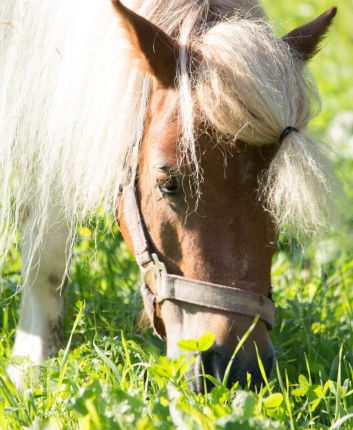 Shettlandpony Trixi Shettlandpony Trixi