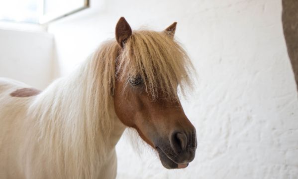 Unser Pony Trixi