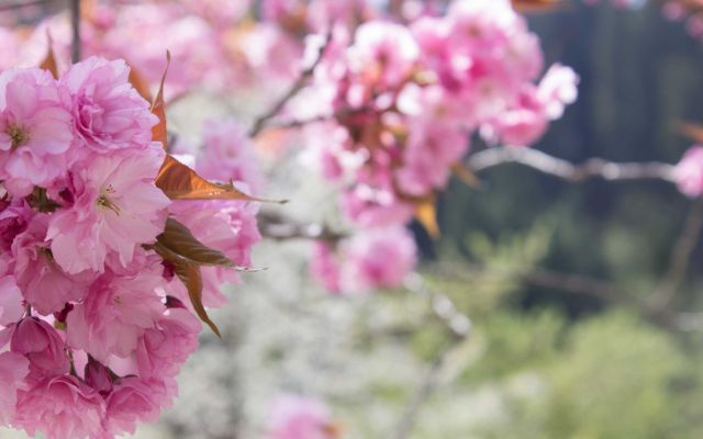 Wildkirschbaum in Blüte
