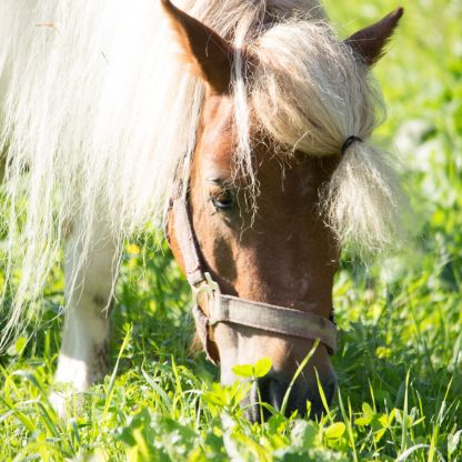 Unser Pony "Trixi"