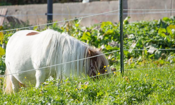 Unser Shettland-Pony Trixi