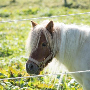 Unser Shettland-Pony Trixi