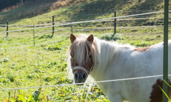 Unser Shettland-Pony Trixi