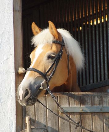 Mona - fotografiert von Dana König Unser Haflinger Mona