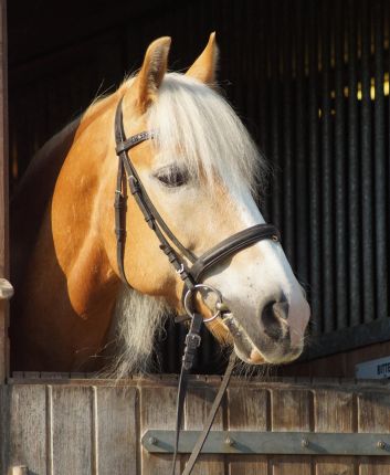 Fritz - fotografiert von Dana König Unser Haflinger Fritz