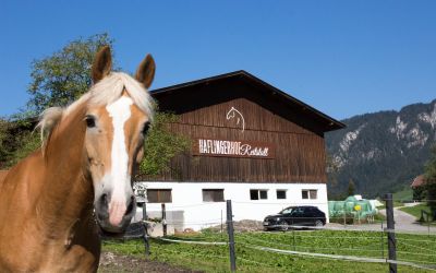Haflingerhof Reitstall, Wildschönau