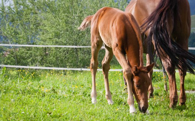 Pferde auf der Koppel