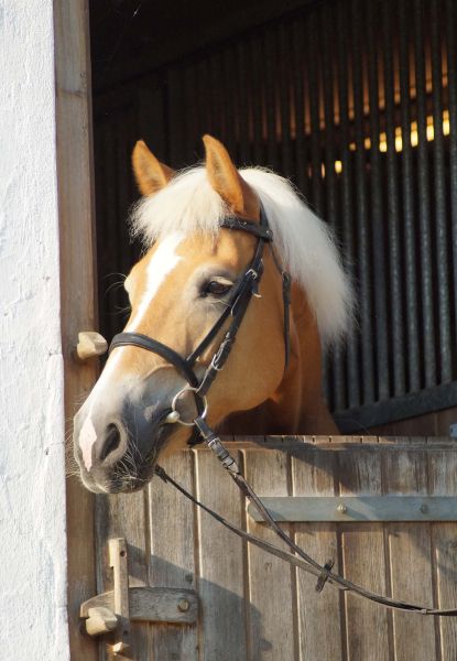 Unser Haflinger Mona